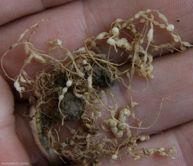 Many white galls, round to more or less elongated, have formed on these melon roots.  <b> <i> Meloidogyne </i> sp.  </b> (root-knot nematodes)