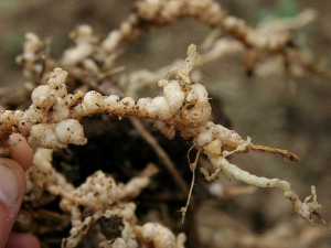 Detail of large galls on melon roots.  <b> <i> Meloidogyne </i> sp.  </b> (root-knot nematodes)