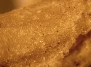 A discreet brown mycelium walks over this portion of the root.  <i> <b> Thanatephorus cucumeris </b> </i> (<i> Rhizoctonia solani </i>)