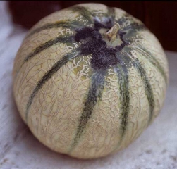 On this fruit, a dark damp rot started from the stalk wound.  A dense blackish mold partially covers it.  <i> <b> Rhizopus stolonifer </b> </i>