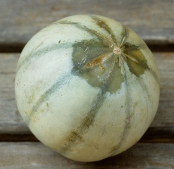 A large, moist, soft lesion developed at the stylar end of this melon.  The fabrics are translucent and dark in color.  <i> <b> Rhizopus stolonifer </b> </i>