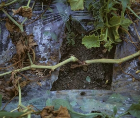 This melon stalk, whose foliage has partially withered and dried out, presents a dark brown deterioration located at the neck.  <b> <i> Phytophthora capsici </i> </b>