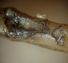 Detail of a <i> <b> Phomopsis sclerotioides </b> </i> pseudo-stroma on melon root.  (black rot)