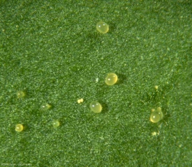 Tiny <i> <b> Tetranychus urticae </b> </i> mite eggs (tetranic weaver)