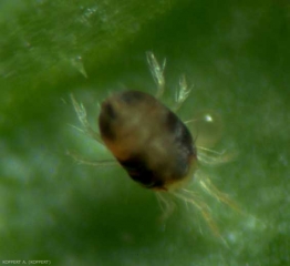  <i> <b> Tetranychus urticae </b> </i> of green color.  (weaver mite).