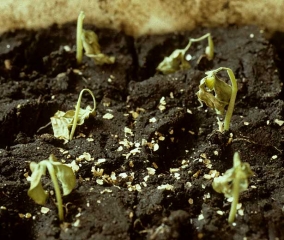 Many melon seedlings have suddenly wilted and are gradually drying out.  Only the lower part of the young stems is still turgid <b> <i> Pythium </i> sp. </b> (damping-off)