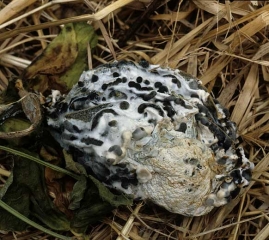 This rotten, shriveled fruit is covered with elongated black masses: sclerotia of <i> <b> Sclerotinia sclerotiorum </b> </i>.  (sclerotinia)