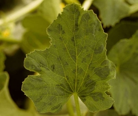 Areas of tissue more or less wide and green in color, contiguous to the veins, give this sheet a mosaic appearance ("vein banding").  <b> Watermelon mosaic virus </b> (<i> Watermelon mosaic virus </i>, WMV)