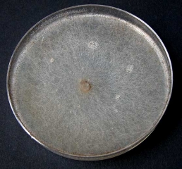Appearance of a culture in a Petri dish on malt-agar medium of <i> <b> Rhizopus stolonifer </b> </i>