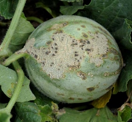 Large lesion on superficially suberized fruit and covered in places by blackish mold.  <i> <b> Cladosporium cucumerinum </b> </i> (cladosporiosis)