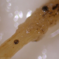 A few spherical and black perithecia are visible on this altered root.  <i> <b> Monosporascus </i> sp. </b>