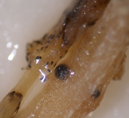 In addition to a perithecium of <i> <b> Monosporascus </i> sp. </b>, microsclerotia of <i> <b> Phomopsis sclerotioides </b> </i> are also observed on this root rotten melon.