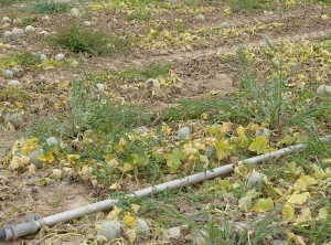 A significant number of melon plants began to wilt, turn yellow and dry out as harvest approached.  <b> <i> Monosporascus cannonballus </i> </b>