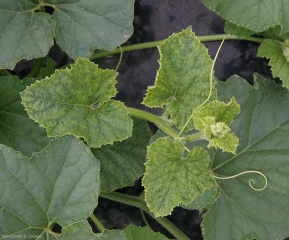 The young leaves of the apex of this young melon stalk show a pronounced "vein banding";  the periphery of the lamina is more indented.  <b> Cucumber mosaic virus </b> (<i> Cucumber mosaic virus </i>, CMV)