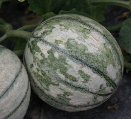 Well-marked mosaic on unripe melon fruit.  <b> Watermelon mosaic virus </b> (<i> Watermelon mosaic virus </i>, WMV)