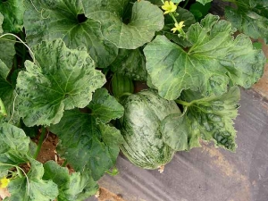 On this plant some leaves are more or less intensely blistered.  Note that the fruit is mosaicked.  <b> Watermelon mosaic virus </b> (<i> Watermelon mosaic virus </i>, WMV)