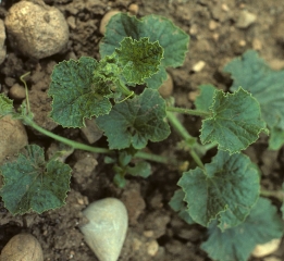 The leaves of this young plant are strongly mosaicked, deformed and reduced in size.  Its growth is slowed down.  <b> Cucumber mosaic virus </b> (<i> Cucumber mosaic virus </i>, CMV)