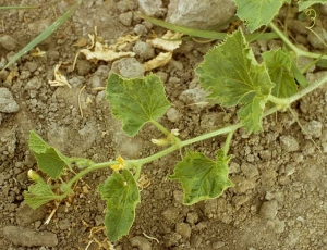 The leaves of this melon twig are mosaicked and slightly deformed.  <b> Watermelon mosaic virus </b> (<i> Watermelon mosaic virus </i>, WMV)