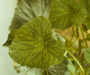 Example of symptoms of vein banding on melon leaf.  <b> Squash mosaic virus </b> (<i> Squash mosaic virus </i>, SqMV)