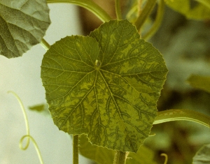 An interveinal discoloration of the limbus gradually sets in, only narrow areas near the veins remain green and are the origin of the name "vein banding".  <b> Squash mosaic virus </b> (<i> Squash mosaic virus </i>, SqMV)