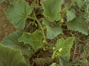 The young leaves of this plant show a peculiar discoloration of the blade, localized between the veins and called by the Anglo-Saxons vein banding.  <b> Squash mosaic virus </b> (Squash mosaic virus, SqMV)