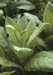 Many tobacco leaves show chlorotic spots, vein clearing and mottling.  Tobacco etch virus (TEV)

