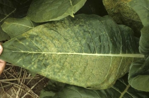 On this leaf one may observe small chlorotic interveinal necrosing spots; and also many small lesions of dot-shape or short lines of white to light beige colour (etches). Tobacco etch virus (TEV)

