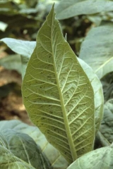 Aphids are not very mobile, they are 1.5 to 2.5 mm long, of varying colour depending on the species (green, black, pink), wingless or winged types.