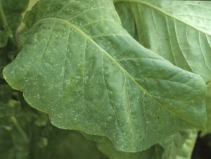 Tiny white lesions scattered on the lamina of Virginia tobacco leaf. Leafhopper damage