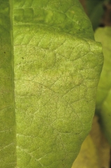 Damage caused by acarians on a tobacco leaf.