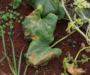 Wilting and drying out of areas of the leaf blade during the hottest times of the day.  <b> <i> Meloidogyne </i> sp.  </b> (root-knot nematodes)