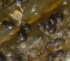 Fruiting bodies of <i> <b> Didymella bryoniae </b> </i> observed with a binocular magnifying glass;  they are black because they are now well mixed. (gummy stem blight)