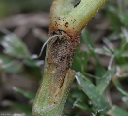 A canker lesion gradually spreads over the stem of this grafted melon plant.  The tissues have browned, even reddened locally, while tiny black structures dot it.  <i> <b> Didymella bryoniae </b> </i> (gummy stem blight)