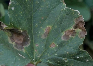 Several dark to blackish lesions, progressively necrotizing, extend on the blade of this melon leaf.  (<b> Oomycete </b>) (<i> Phythophthora capsici </i>) (Gerald HOLMES - Strawberry Sustainability Research and Education Center, California)