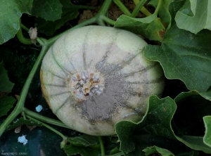 Beginning stylar rot on melon fruit.  Moist and beige, it is surmounted by a rather dense gray sporulation.  <i> <b> Botrytis cinerea </b> </i> (gray mold)