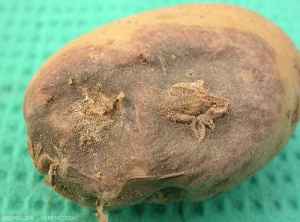 Various forms of surface necrosis on potato tubers caused by the <b><i>Tobacco Necrosis Virus</i></b> (TNV): blisters, depressed black-brown circular spots that develop into rot and star-shaped scabby lesions.