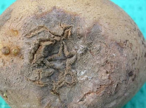 Various forms of surface necrosis on potato tubers caused by the <b><i>Tobacco Necrosis Virus</i></b> (TNV): blisters, depressed black-brown circular spots that develop into rot and star-shaped scabby lesions.