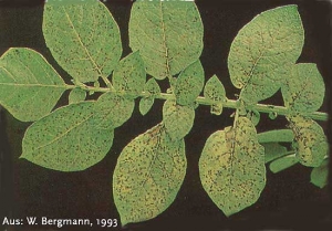 Manganese deficiency symptoms on potato leaves: interveinal chlorosis, small necrotic dots along the veins and the necrotic areas on leaflets margins