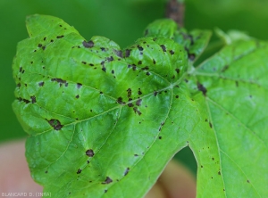 Moist, dark brown lesions on grape leaf. <i> <b> Elsinoë ampelina </b> </i>