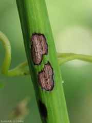 More advanced canker lesions on a vine branch. Their center was necrotic, thinned, and the superficial tissues cracked longitudinally. <i> <b> Elsinoë ampelina </b> </i>