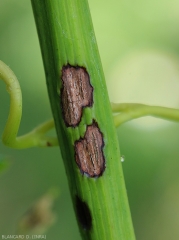 Anthracnose8