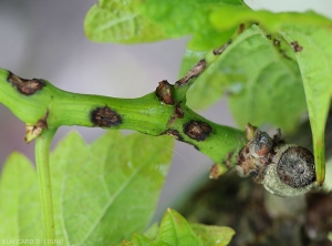 Young lesions on herbaceous branch, rather moist and elliptical in shape. <i> <b> Elsinoë ampelina </b> </i>