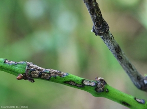 Cankerous and confluent changes at the base of a twig. This is sometimes deeply altered making it more brittle. Note the presence of lesions on the branch formed last year. <i> <b> Elsinoë ampelina </b> </i>