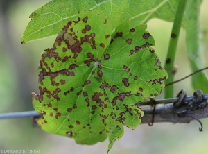 n spots several millimeters in diameter mar the blade of this vine leaf. Note that they are more or less angular and arranged along the ribs. <i> <b> Elsinoë ampelina </b> </i>