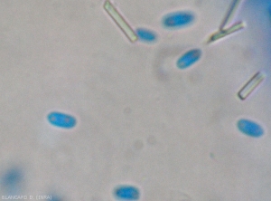 Hyaline conidia are cylindrical-ovoid in shape, are rather short, measure 3-7.5 x 2-5 microns, and exhibit one to two refractive points. <i> <b> Elsinoë ampelina </b> </i>