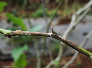 A brown lesion surrounds this eggplant twig for several centimeters: it was caused by the parasitism of <b><i>Phomopsis vexans</i></b>.