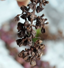 All the berries in this bunch of grapes are fully mummified, some have fallen.  <i><b>Pilidiella diplodiella</i></b> (white rot).