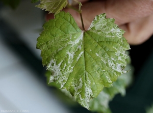 This young leaf shows irregularly distributed discolorations on the blade.  Be careful not to confuse these symptoms with those of certain viral diseases.  <b> Genetic anomaly </b> (chimera)