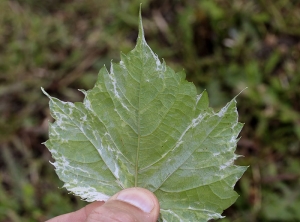 On the underside of the blade of this young leaf, irregular discolorations are less visible.  <b> Genetic anomaly </b> (chimera)