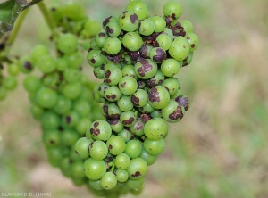 Many berries of this cluster are affected by dark circular spots, sometimes confluent, caused by <i> <b> Elsinoë ampelina </b> </i> responsible for anthracnose on vines.